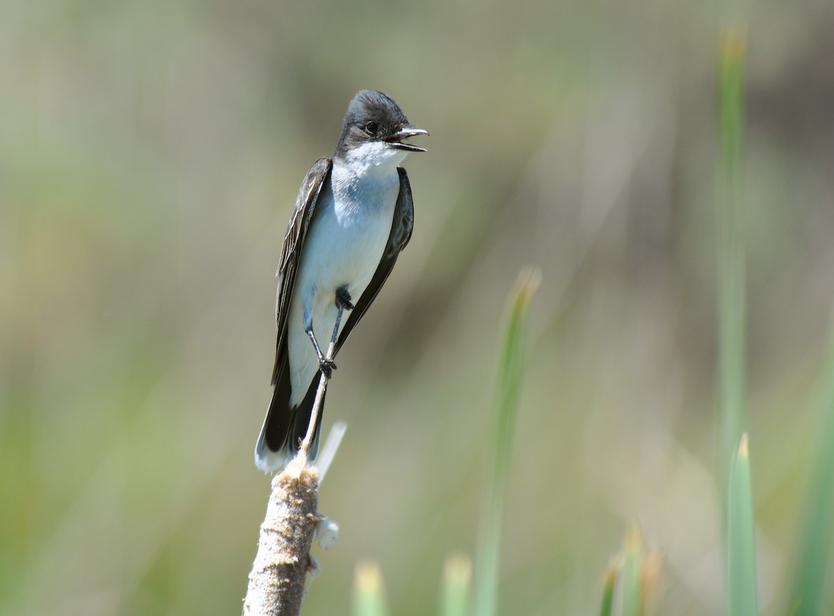 Eastern Kingbird - ML128615521