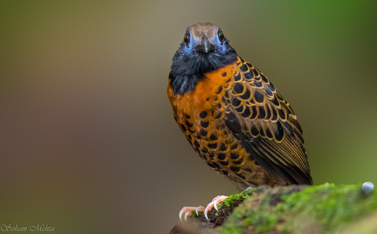 Ocellated Antbird - ML128618641