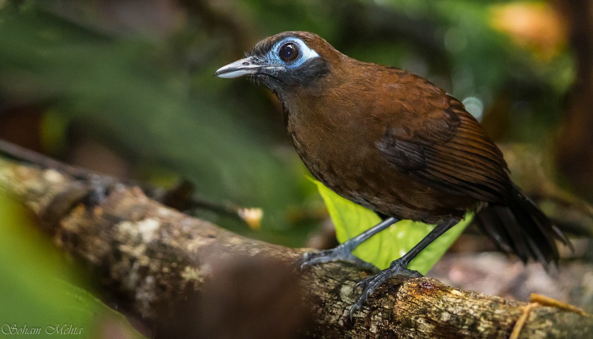 Zeledon's Antbird - Soham Mehta