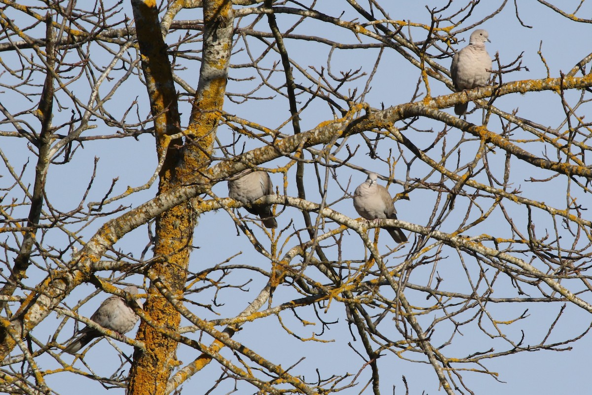 Eurasian Collared-Dove - Thomas Gilg