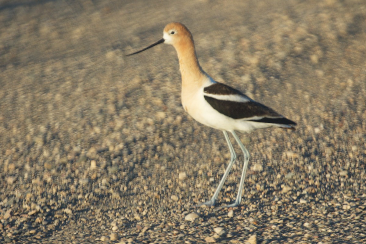 Avoceta Americana - ML128620051