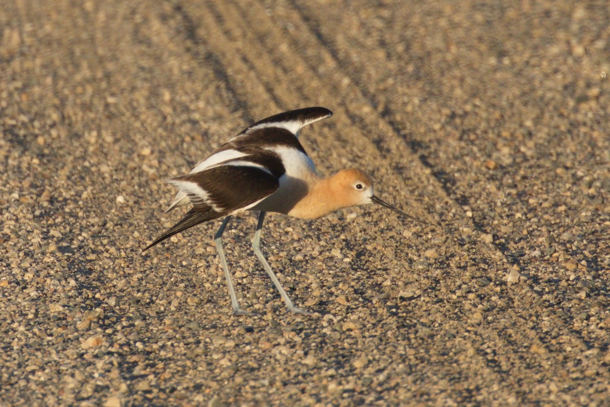 Avocette d'Amérique - ML128620941