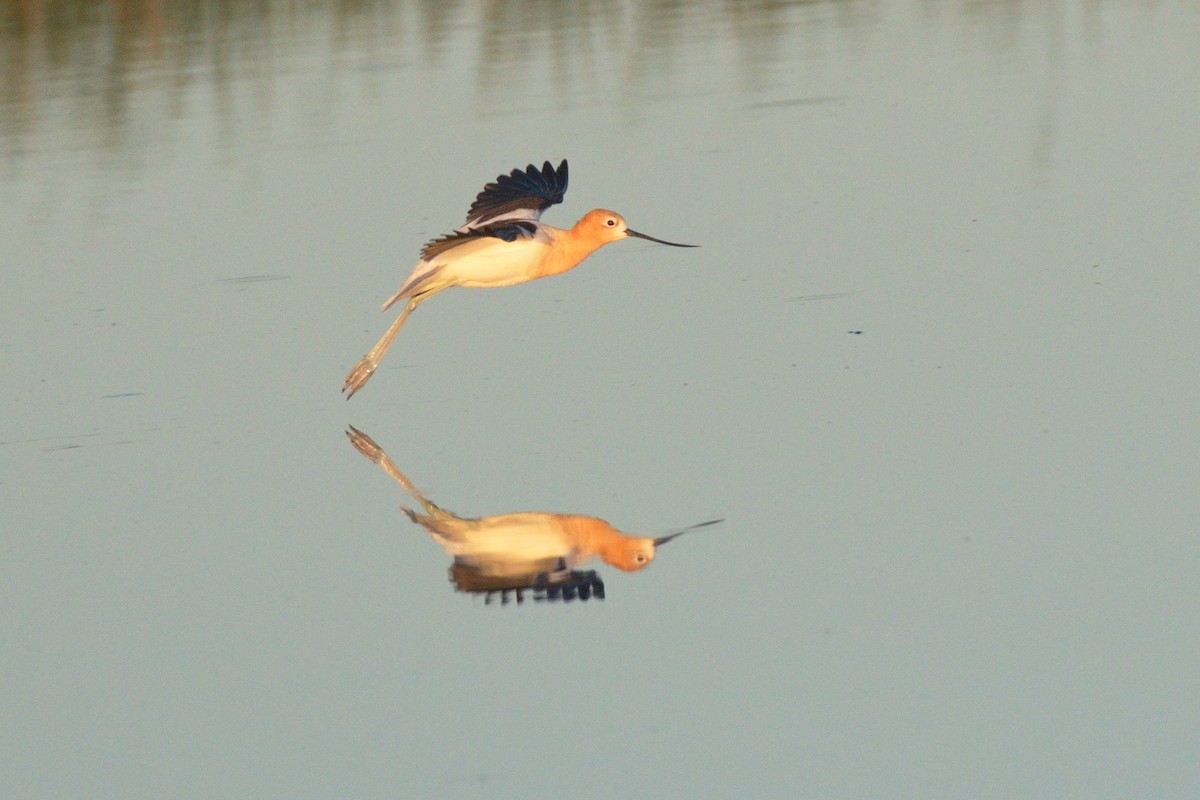 Avocette d'Amérique - ML128621531