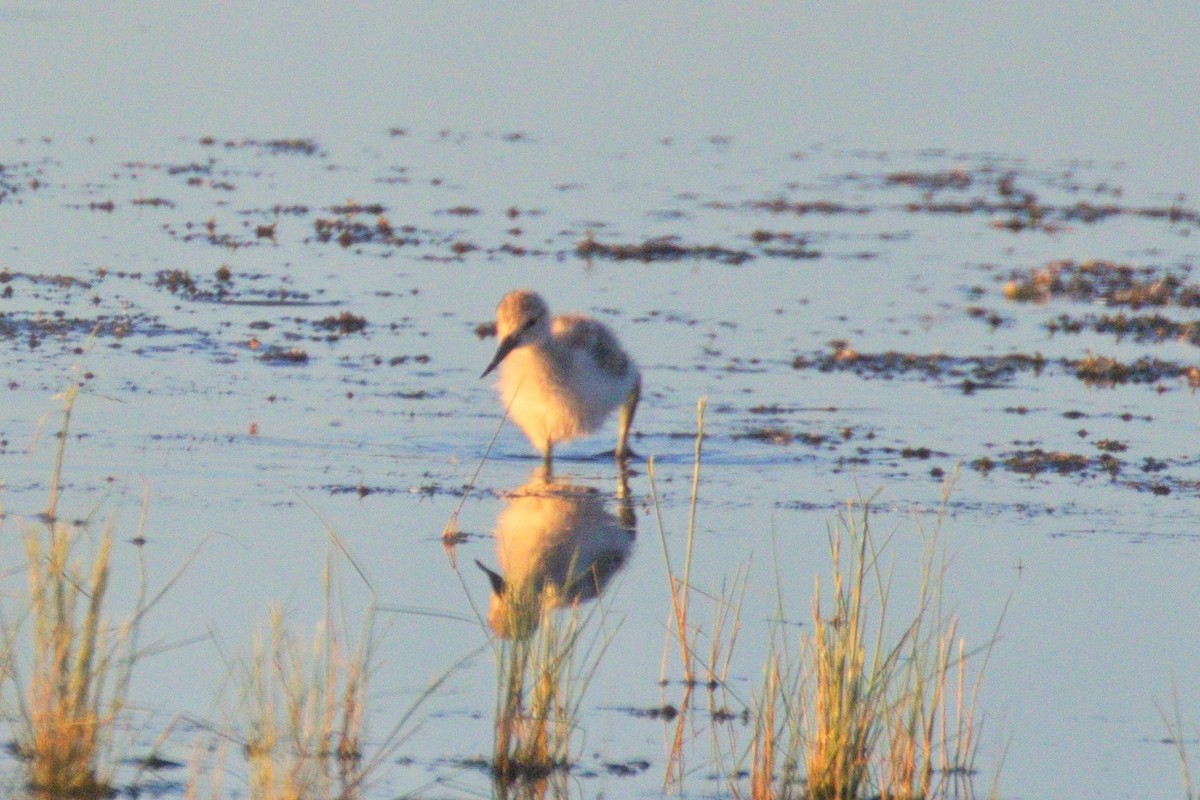 Avocette d'Amérique - ML128621701