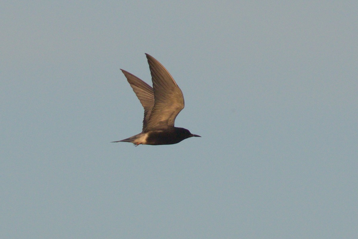 Black Tern - ML128624511