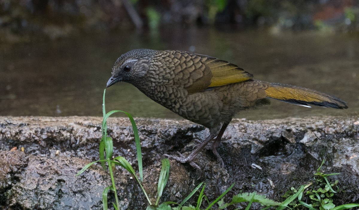 Scaly Laughingthrush - Sonja Ross