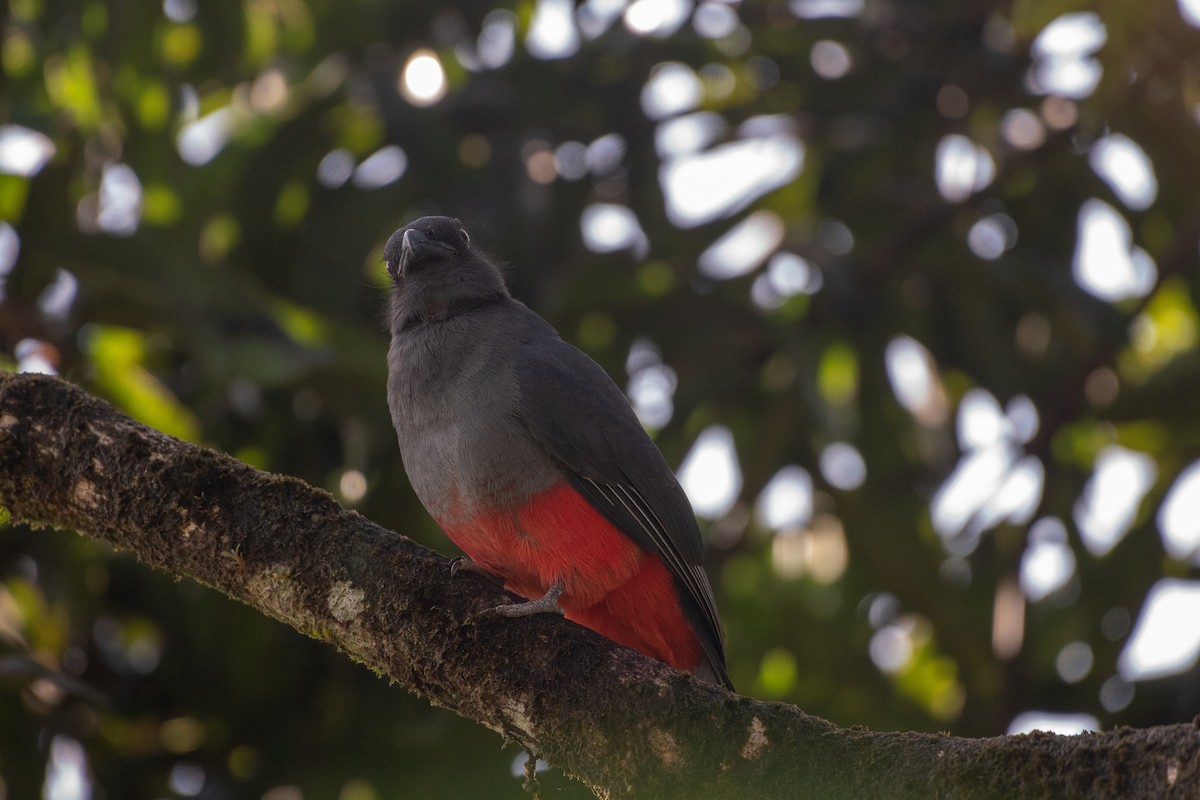 Gri Kuyruklu Trogon - ML128628801