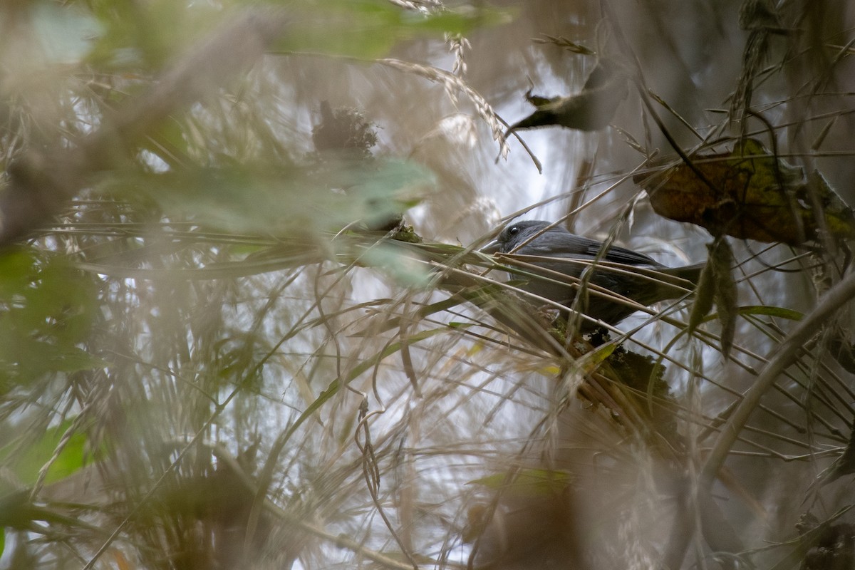 Slaty Finch - ML128628951