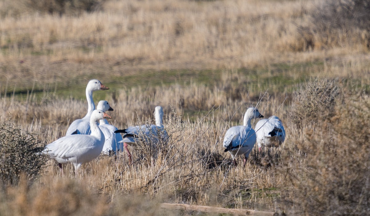 Snow Goose - ML128629361