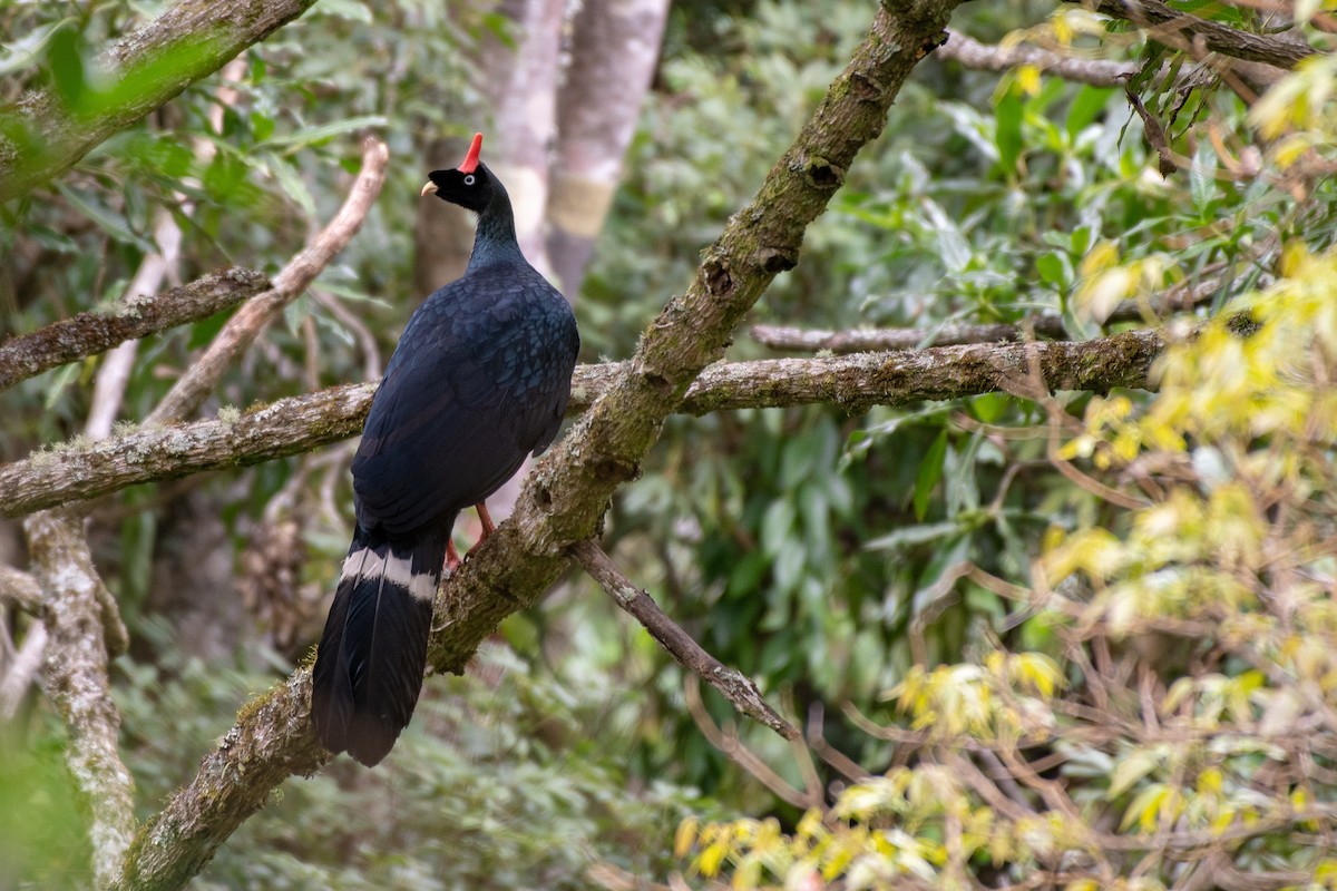 Horned Guan - ML128629651