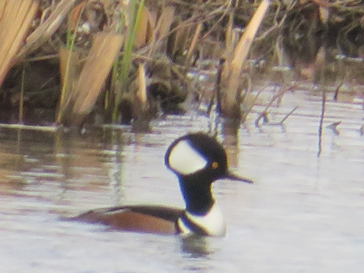 Hooded Merganser - ML128629771