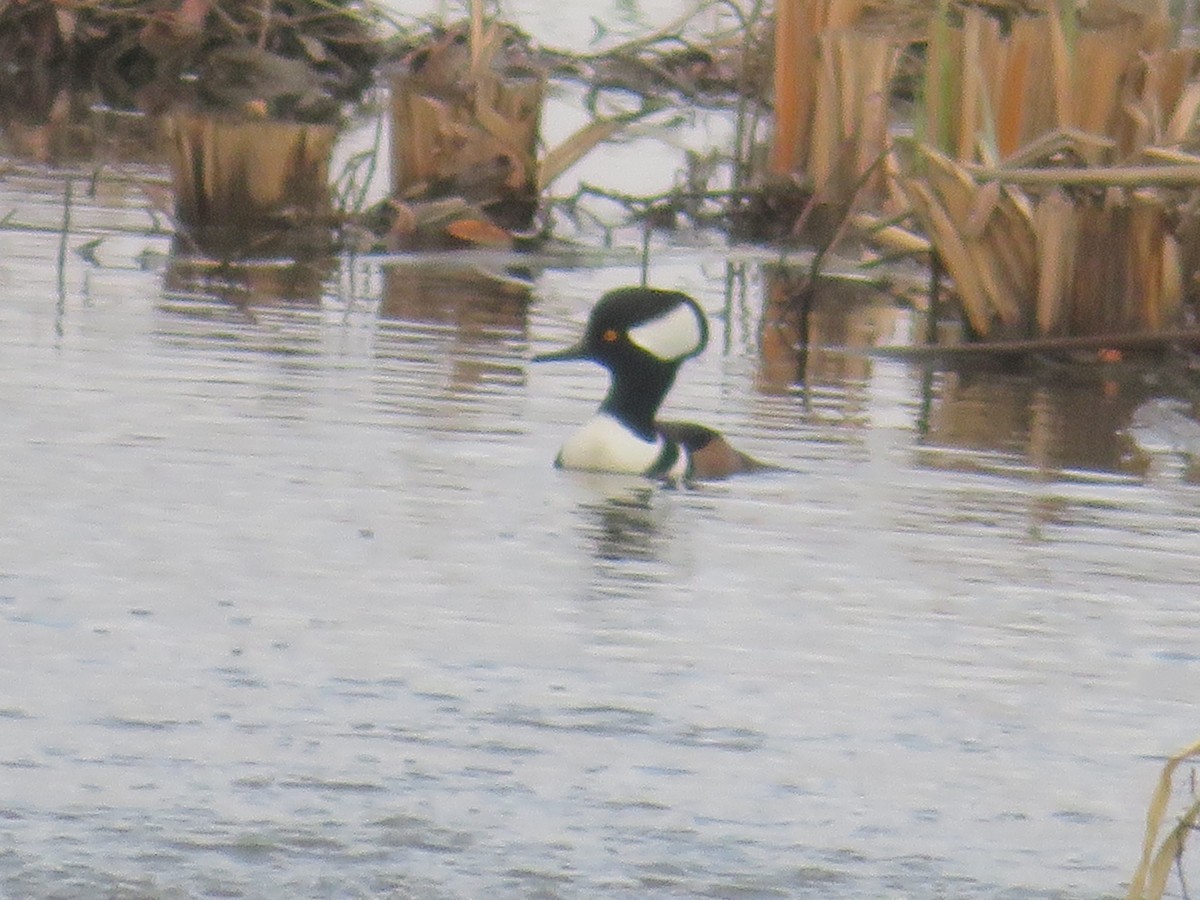 Hooded Merganser - ML128629791