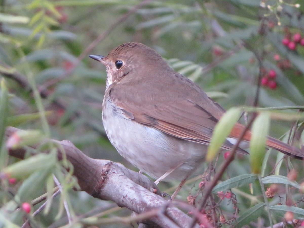 Hermit Thrush - ML128630061