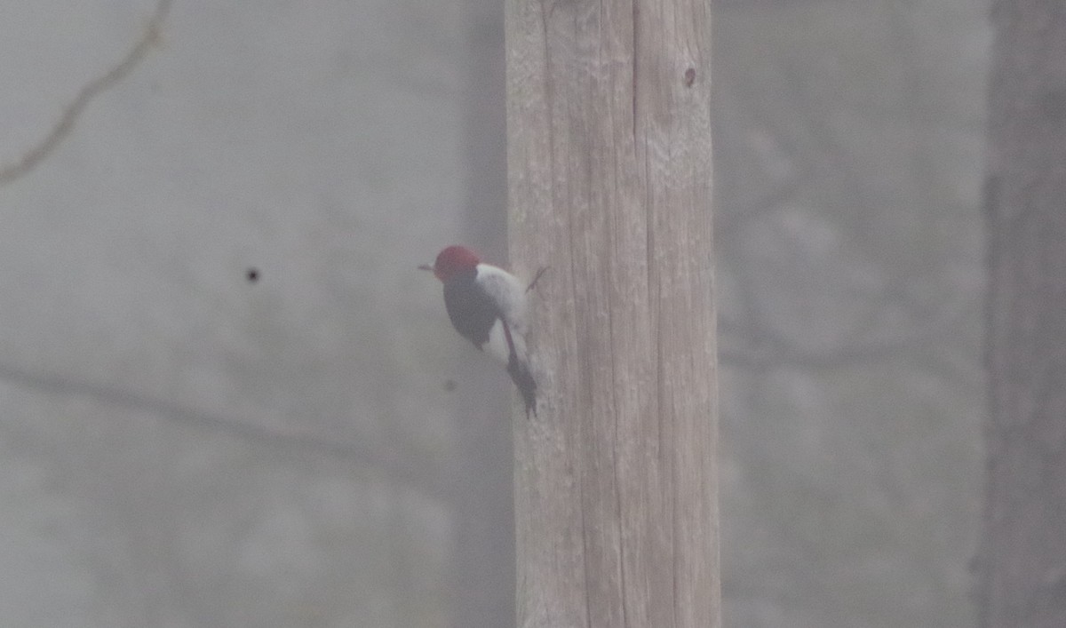 Red-headed Woodpecker - ML128630441