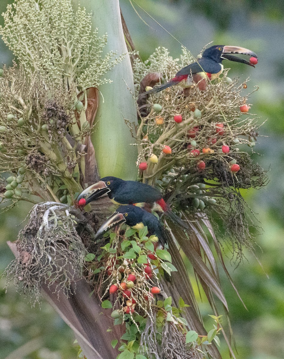 Collared Aracari - JORDAN RUDD