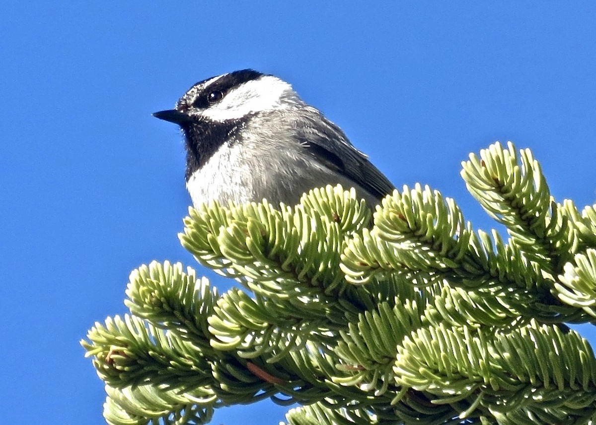 Mountain Chickadee - ML128631001