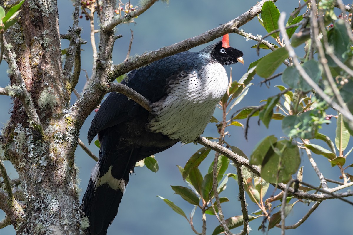 Horned Guan - ML128631141