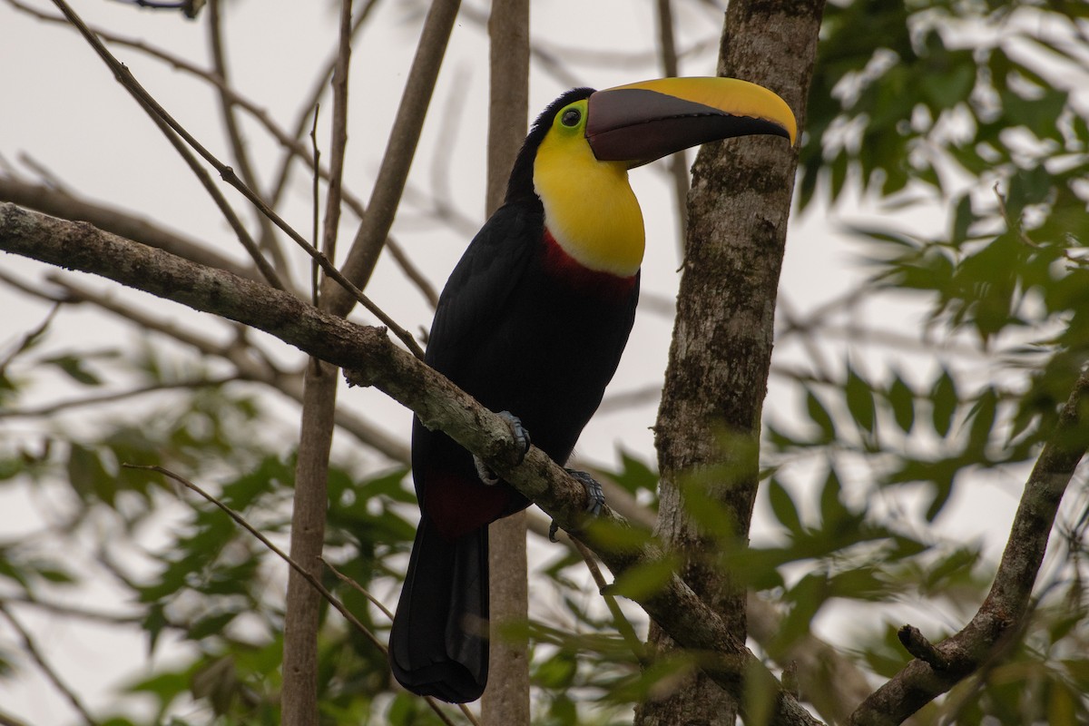 Yellow-throated Toucan - JORDAN RUDD