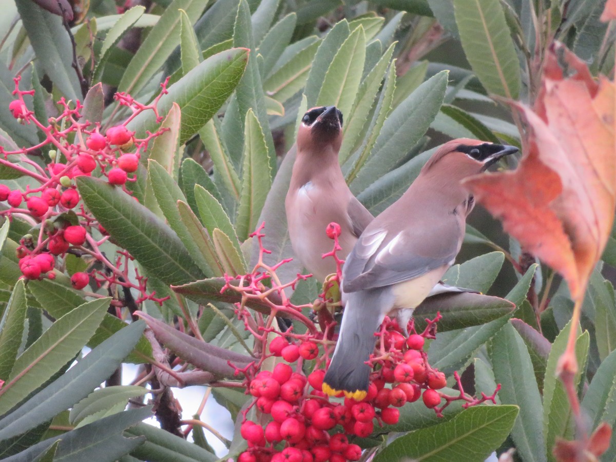 Cedar Waxwing - TK Birder