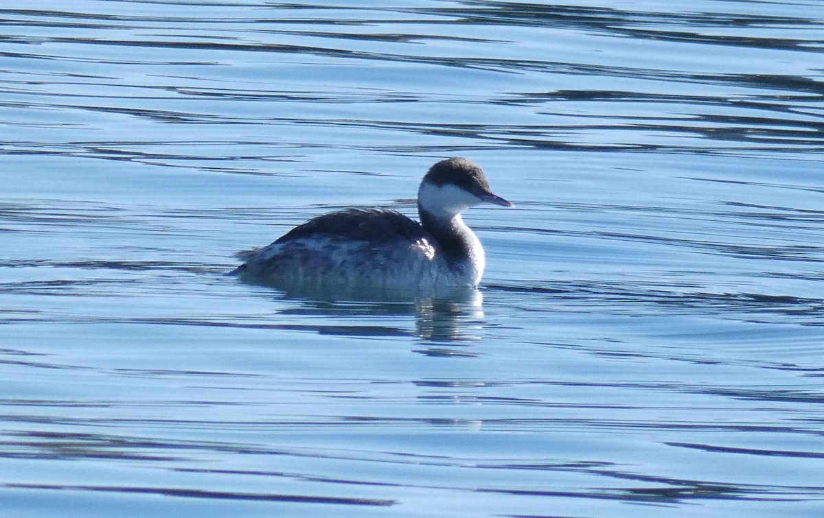 Horned Grebe - ML128632221