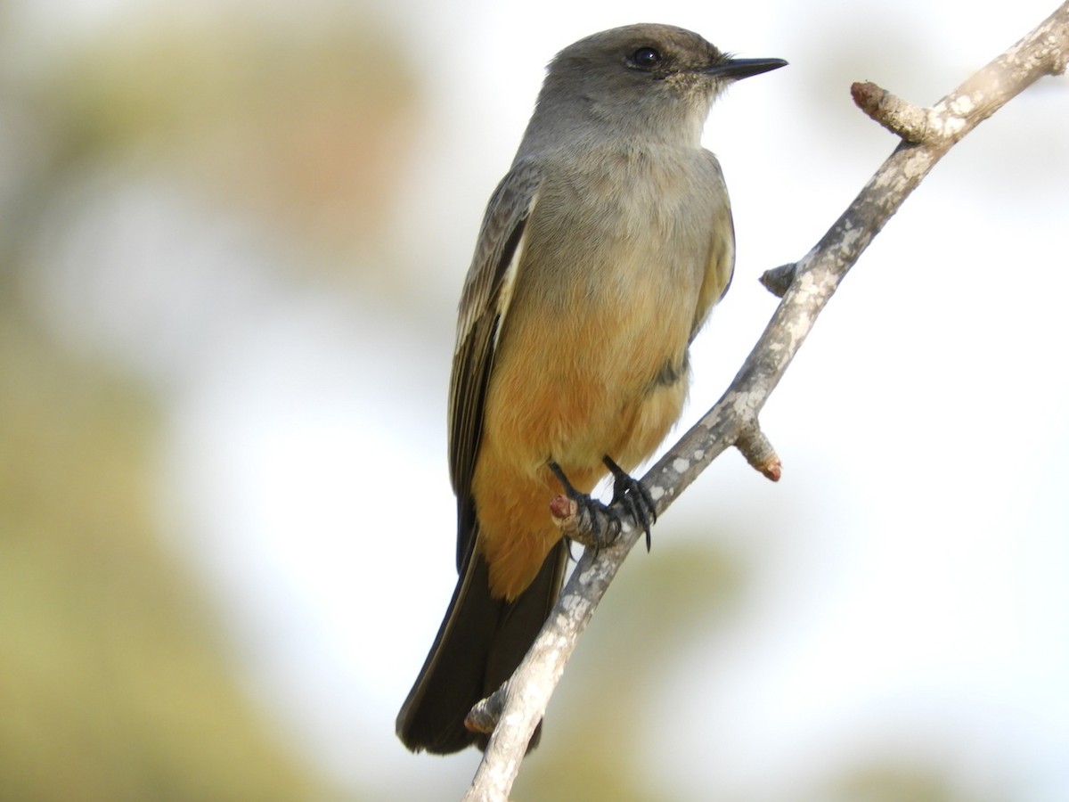 Say's Phoebe - ML128633161