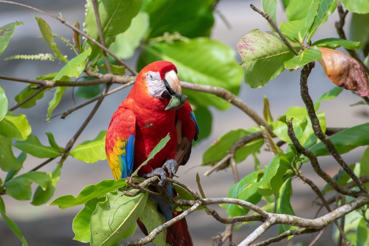 Scarlet Macaw - JORDAN RUDD