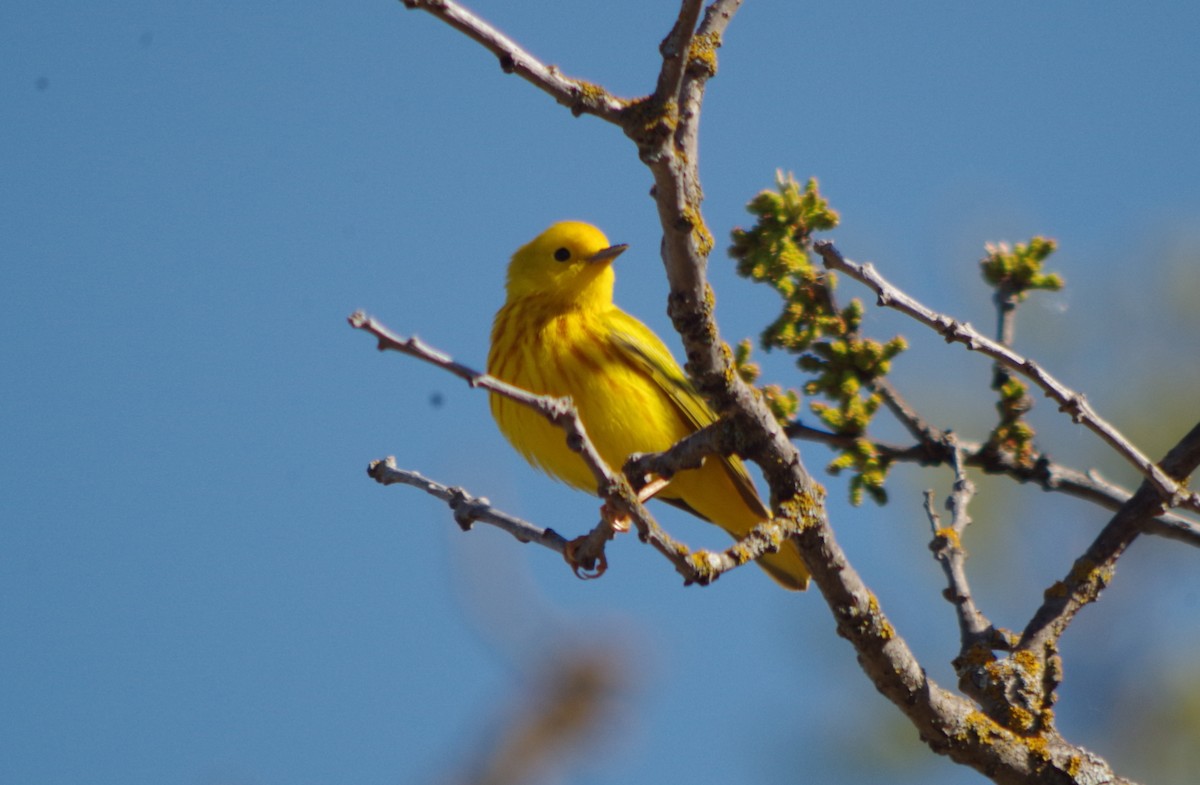 Yellow Warbler - John Sloane