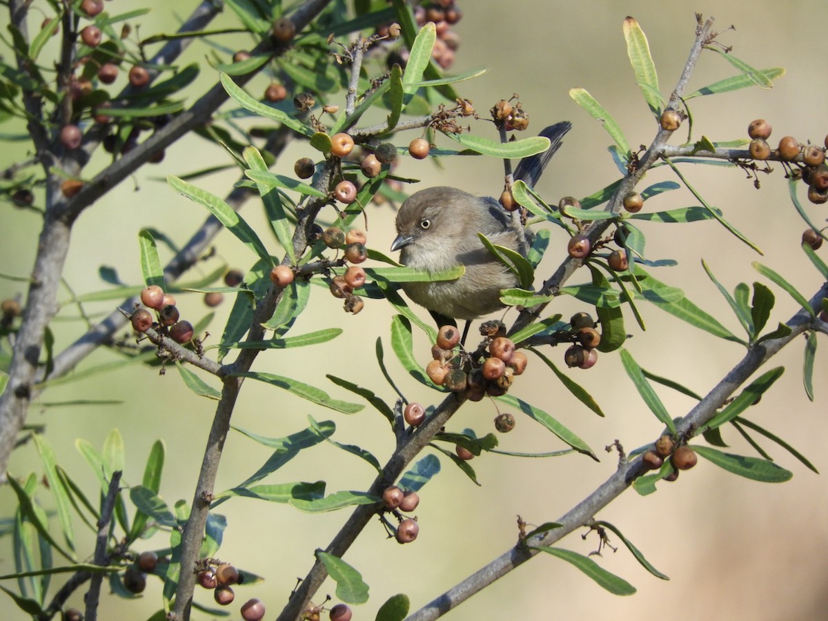 Bushtit - ML128633361