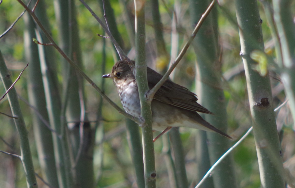 Gray-cheeked Thrush - ML128633381