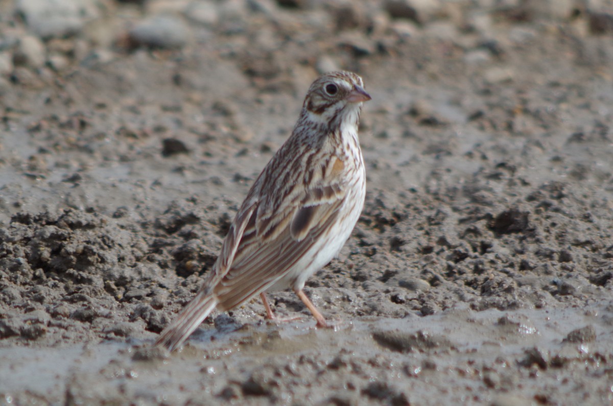 Vesper Sparrow - ML128633541