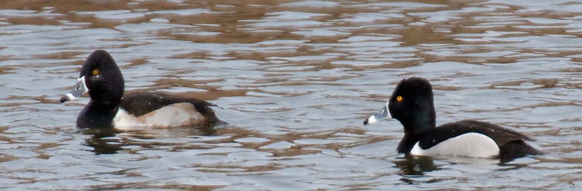 Ring-necked Duck - Janis Stone