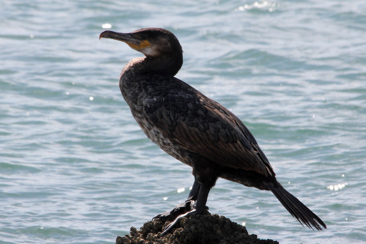 Great Cormorant - ML128634811