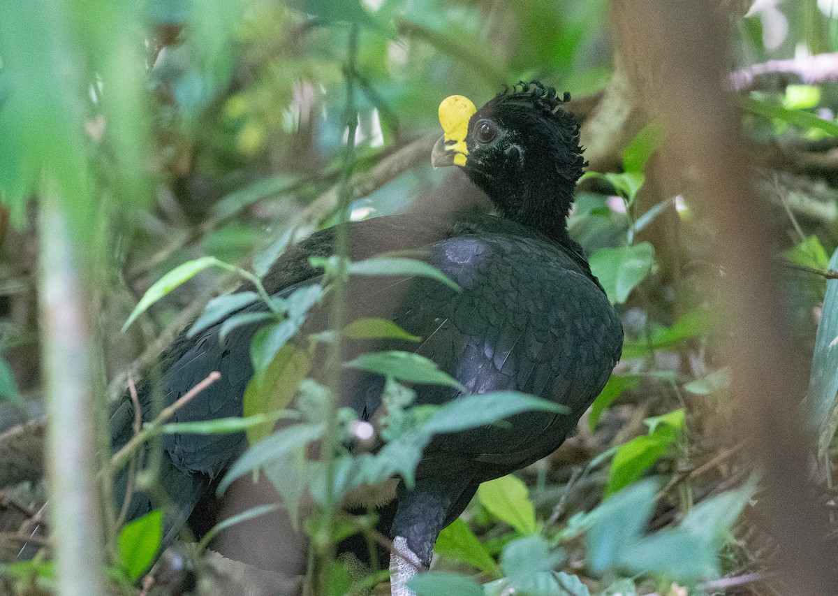 Great Curassow - JORDAN RUDD