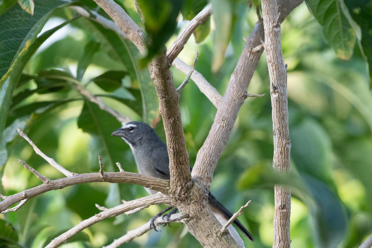 Cinnamon-bellied Saltator - JORDAN RUDD