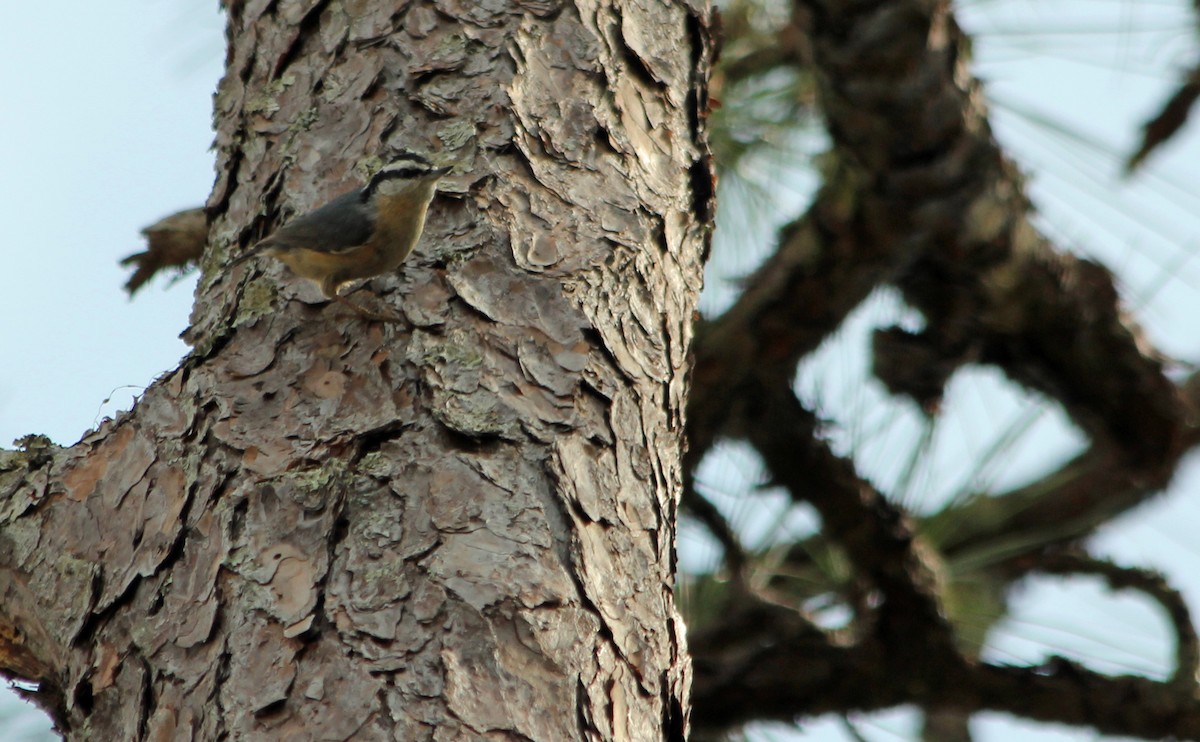 Red-breasted Nuthatch - ML128636021