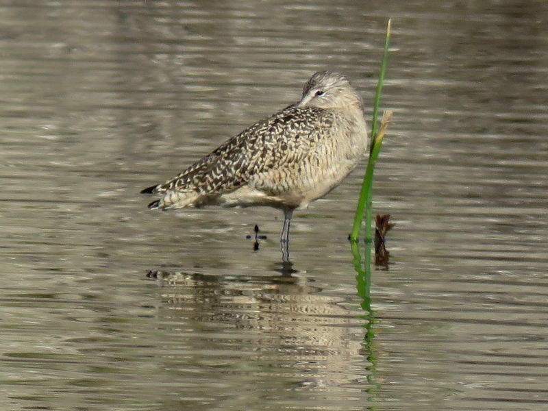 Marbled Godwit - Dean Newhouse