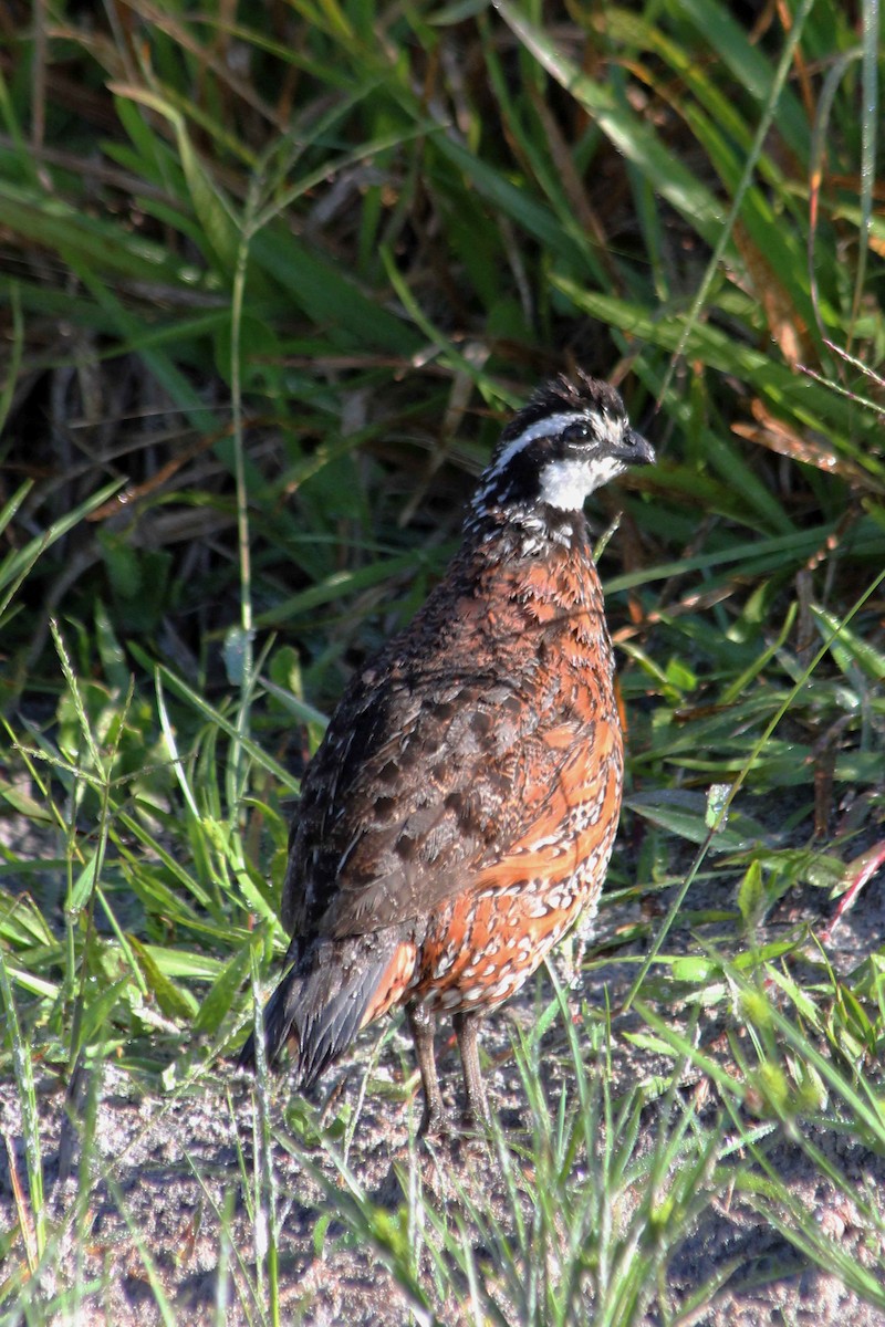 Northern Bobwhite - Graham Williams