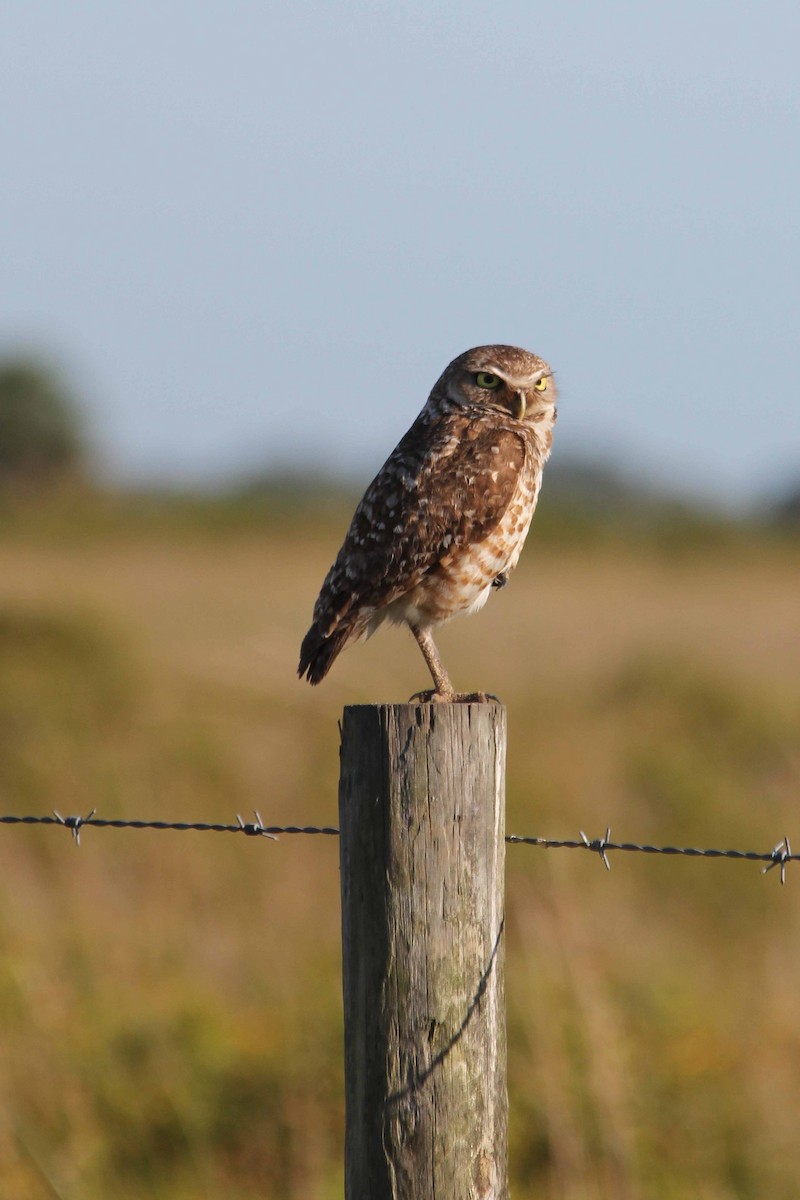 Burrowing Owl - ML128637831