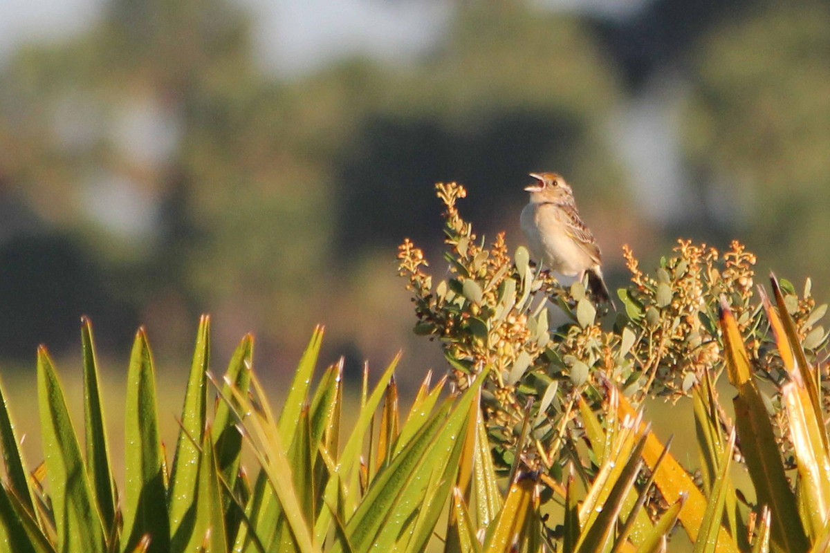 Grasshopper Sparrow - ML128637931