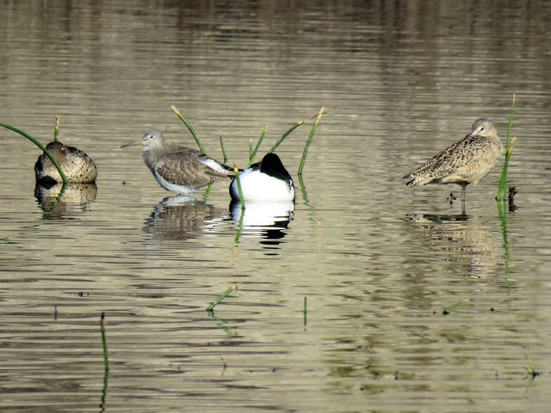 Marbled Godwit - Dean Newhouse