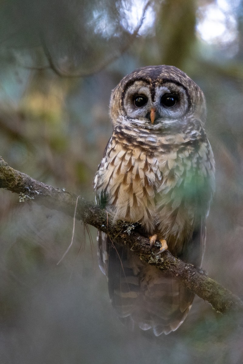 Fulvous Owl - ML128638231