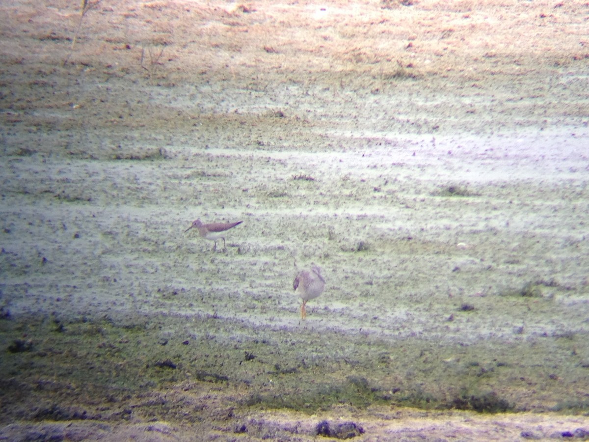 Solitary Sandpiper - ML128641971