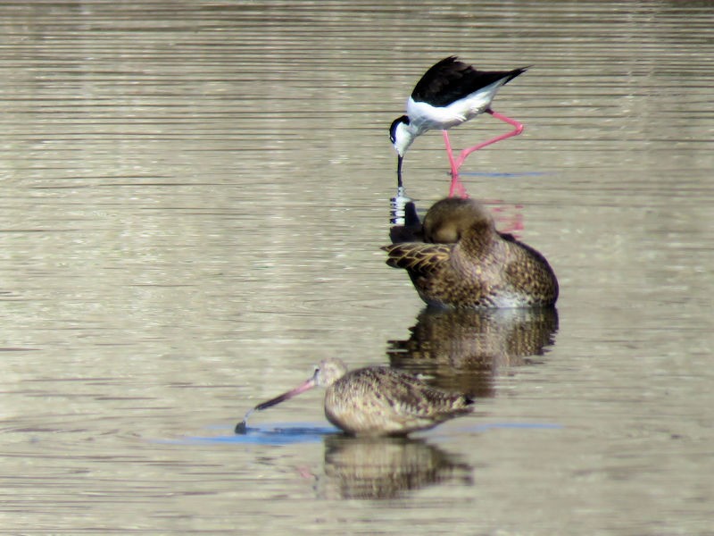 Marbled Godwit - ML128642181