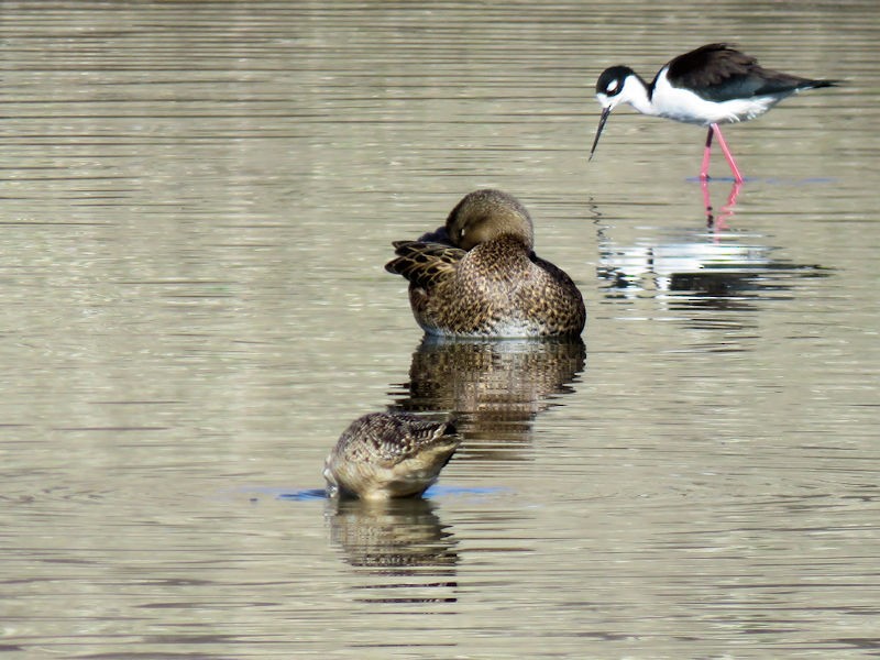 Marbled Godwit - Dean Newhouse