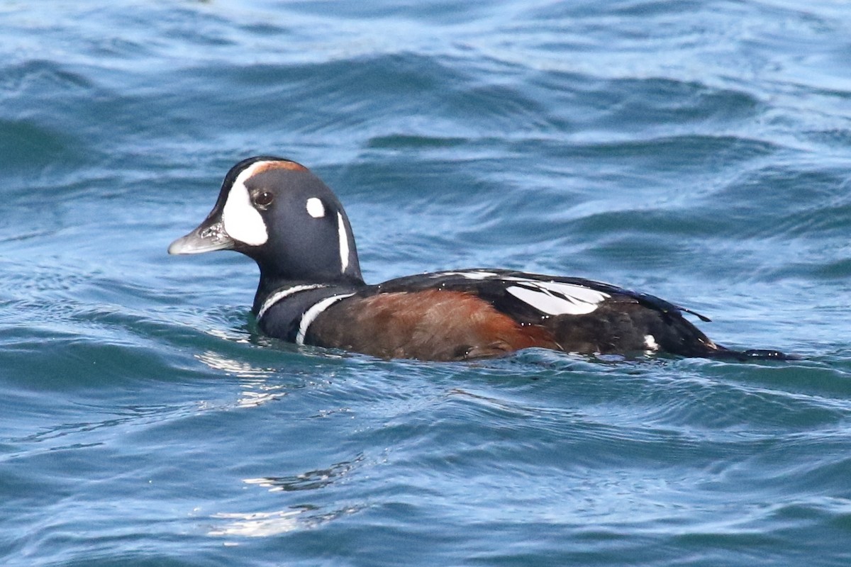 Harlequin Duck - ML128643401