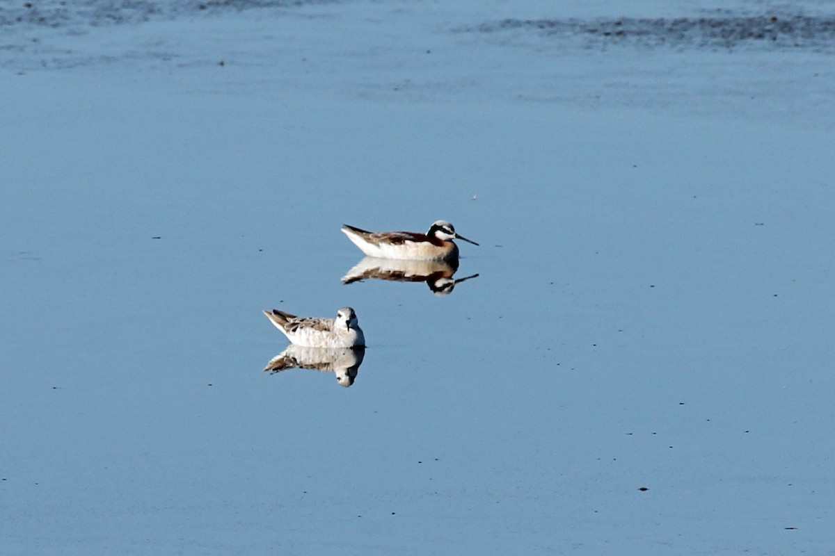 Wilson's Phalarope - ML128644471