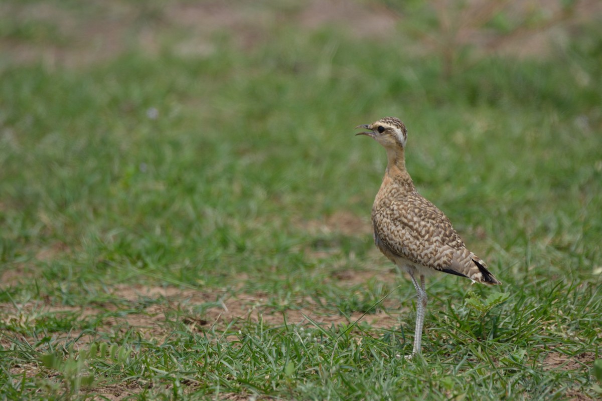 Indian Courser - ML128646931