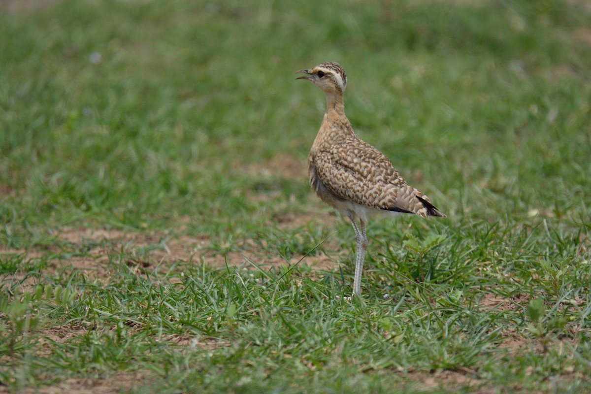 Indian Courser - ML128646961