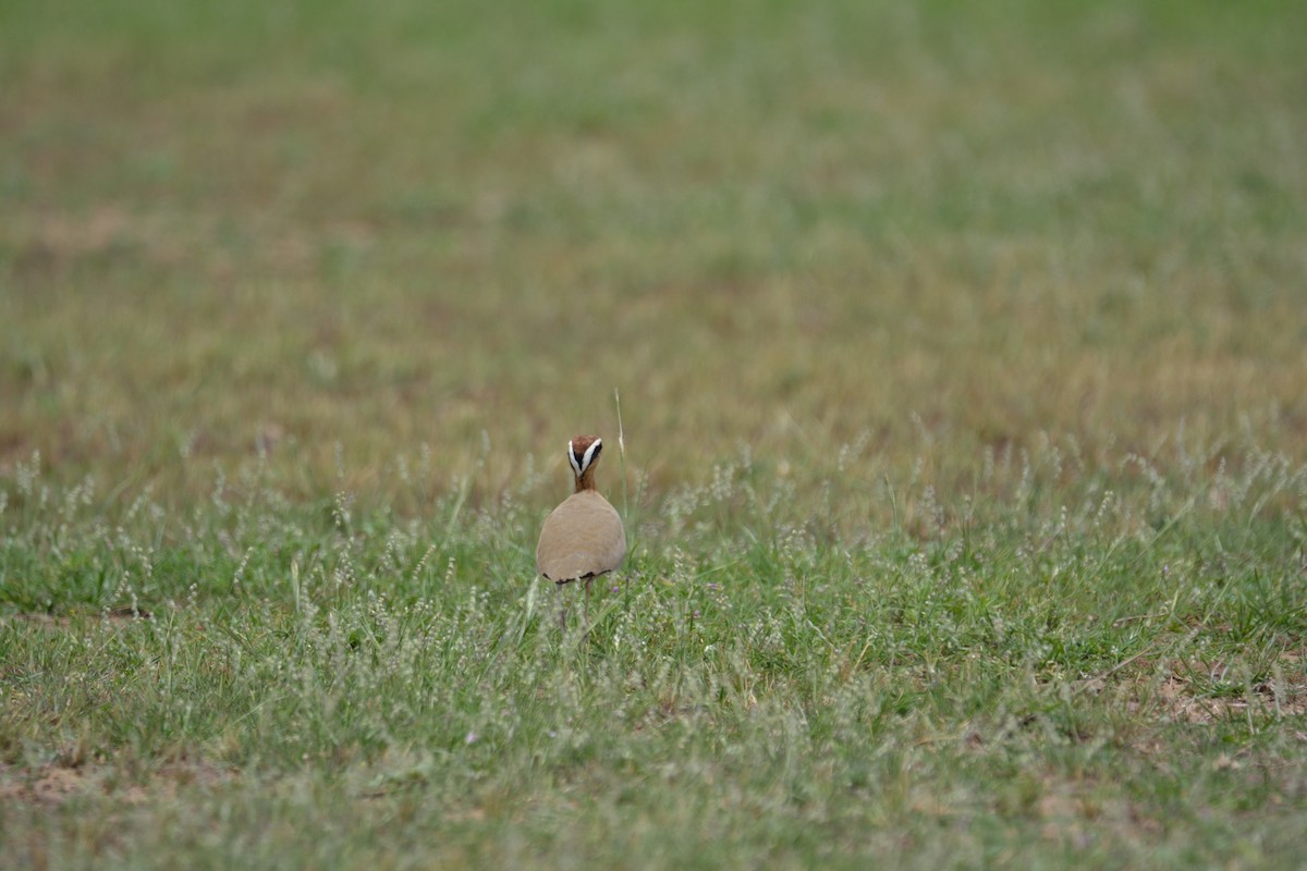 Indian Courser - ML128646991