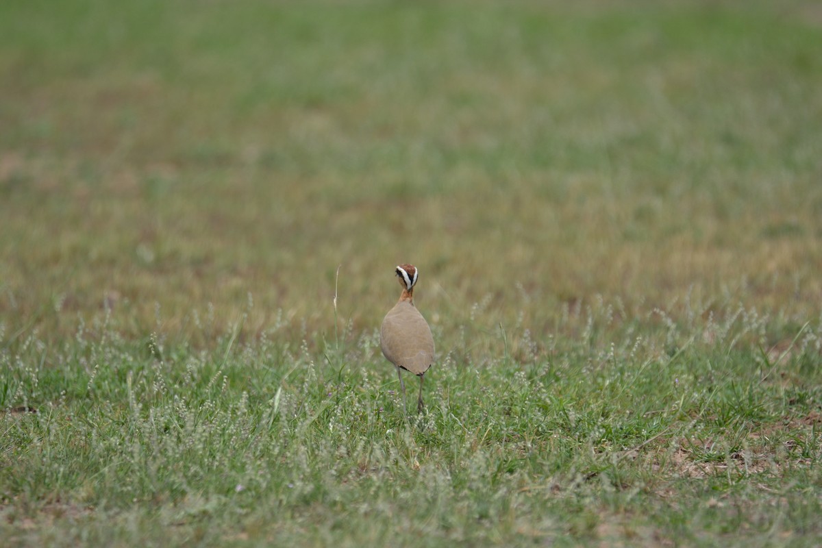 Indian Courser - ML128647011